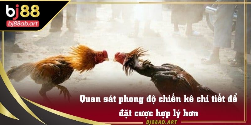 Quan sát phong độ chiến kê chi tiết để đặt cược hợp lý hơn