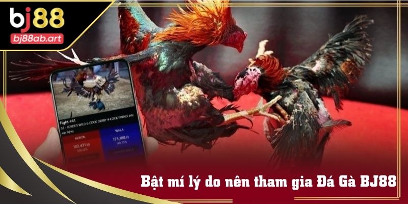 Lý do nên tham gia trải nghiệm đá gà tại BJ88