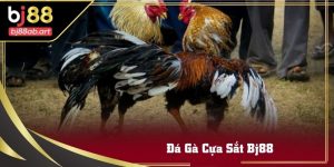 da-ga-cua-sat-bj88-ava