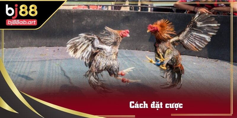 Bảng thông tin và lịch thi đấu hiển thị đầy đủ