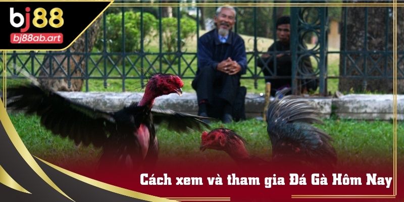 Bảng thông tin và lịch đấu Đá Gà Hôm Nay cập nhật đầy đủ trên BJ88