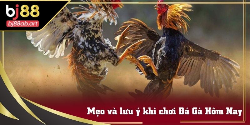 Theo dõi phong độ chiến kê giúp đặt cược Đá Gà Hôm Nay chính xác hơn