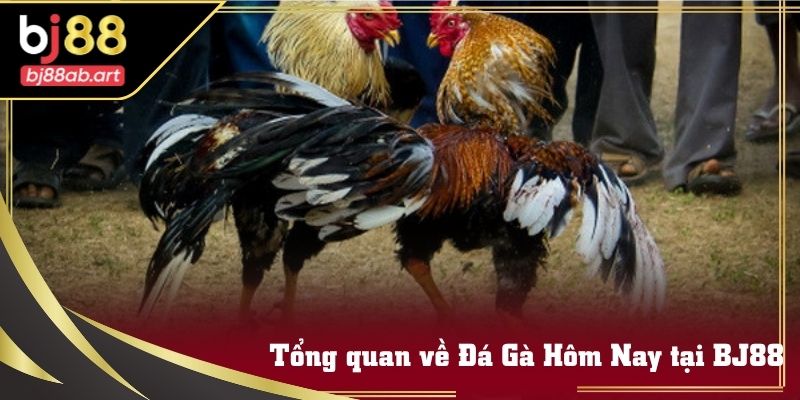 Giao diện xem Đá Gà Hôm Nay trực tuyến rõ nét, mượt mà