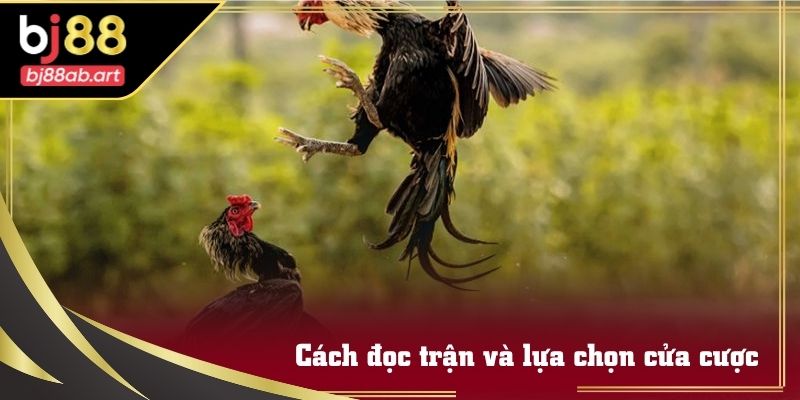 Bảng thông số và phong thái chiến kê trong Sảnh SV388