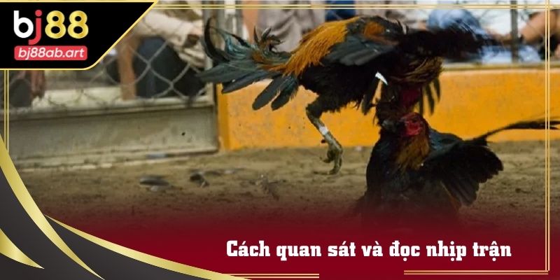 Bảng đánh giá phong thái chiến kê trong Sảnh WS168